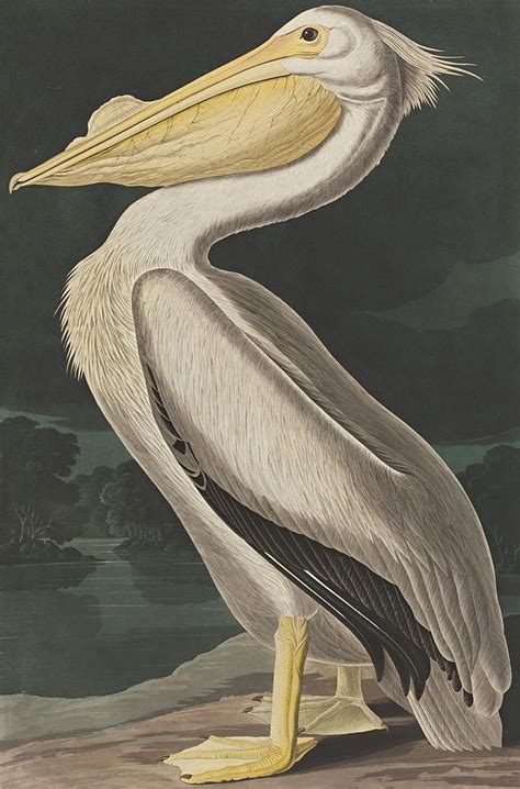 American White Pelican Painting By Motionage Designs Fine Art America