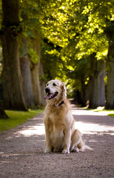 20 Funny Dog Names - Cute and Funny Names for Girl and Boy Dogs