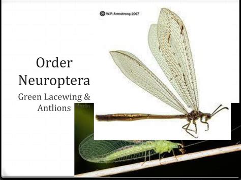 Ppt Common Insect Orders Powerpoint Presentation Free Download Id