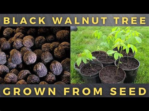 How To Grow Black Walnut Tree From Seed YouTube