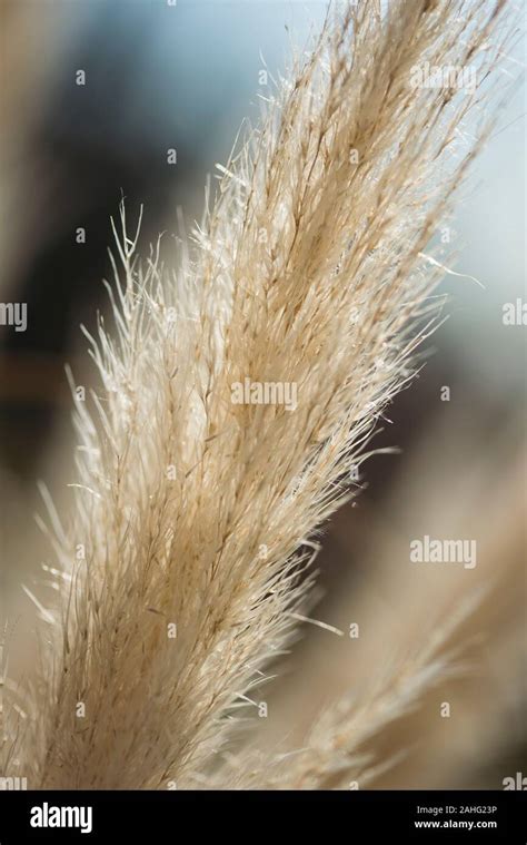 Grass seed head Stock Photo - Alamy