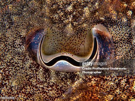 60 Cuttlefish Eyes Stock Photos, High-Res Pictures, and Images - Getty ...