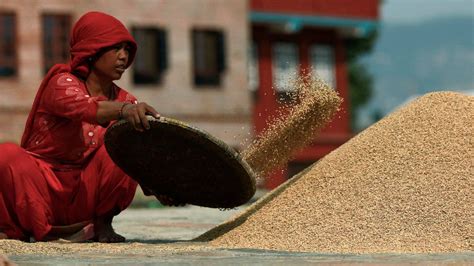 Paddy Procurement For Kharif Season Going On Smoothly Centre