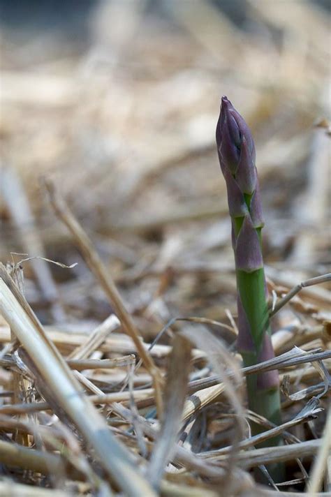 Maximizing Food Yields with Perennial Crops: A Guide for Sustainable ...