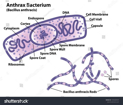 364 Bacillus Anthracis Stock Vectors and Vector Art | Shutterstock