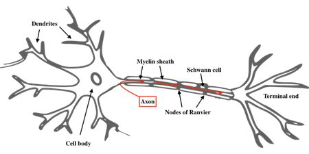 Peripheral Nerve Histology Nodes Of Ranvier