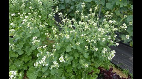 A Raphanus Sativus Radish