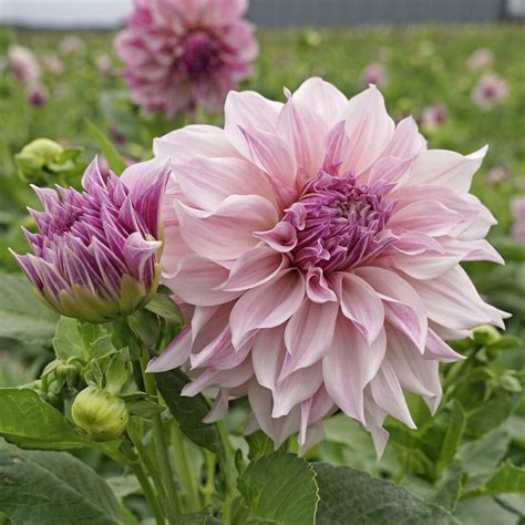 Dahlia Cafe Au Lait Royal Fluwel