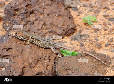 Atlantic Lizard Gallotia Atlantica On Lava Rocks Side View Canary