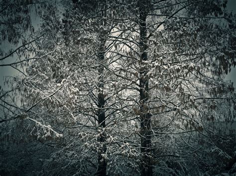 Banco de imagens panorama árvore natureza floresta ramo frio