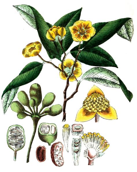 Plants Flowers Tree Illustrations-plant illustration annonaceae