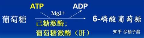 糖原的分解合成代谢 知乎