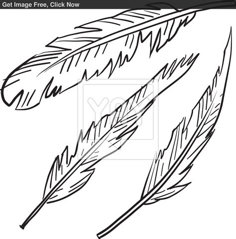 Indian Feather Drawing At Getdrawings Free Download