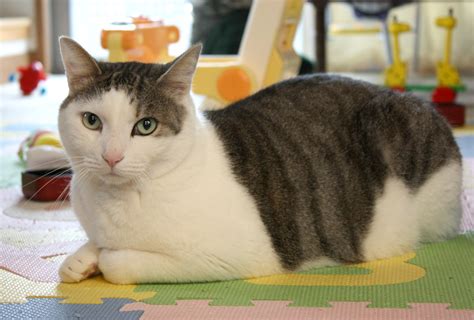 飼い猫の一生にかかる費用は250万円以上 Forbes Japan 公式サイト（フォーブス ジャパン）