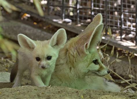 Fennec Fox Cubs / Zoological Center Tel Aviv-Ramat Gan – External Brain