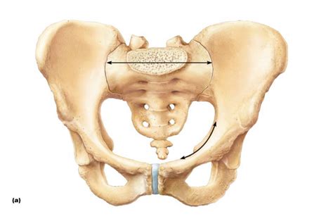 pelvic *** Diagram | Quizlet