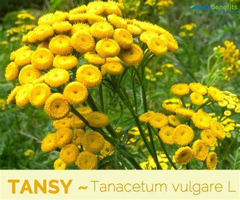 Tansy facts and health benefits