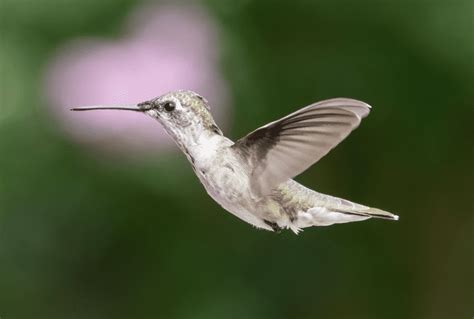 Hummingbird Migration Guide: The World's Tiniest Bird's Lonely and Treacherous Journey - Birding ...