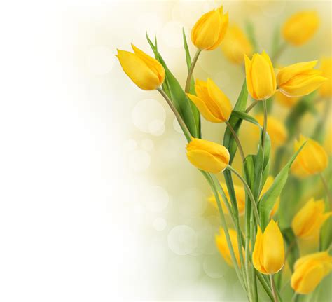 Yellow Tulips Wallpapers - Top Free Yellow Tulips Backgrounds ...