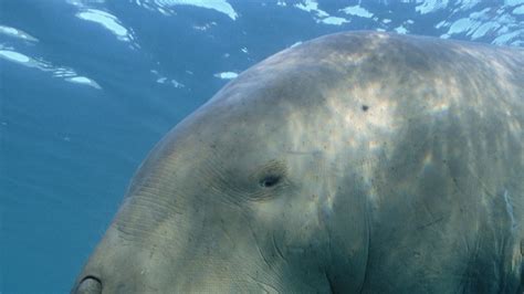 Dugong National Geographic