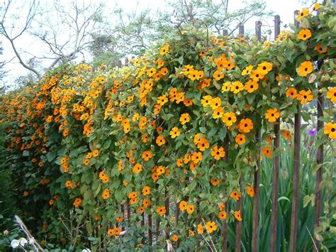 Thunbergia Alata Growwild