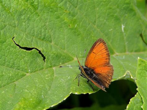 Mariposas Y Orugas Volvoretas E Eirugas Octubre