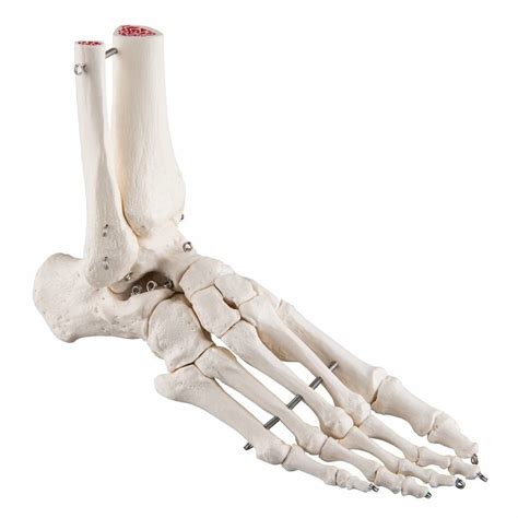 Anatomisch Model Voet Skelet Disporta Eerstelijn B V