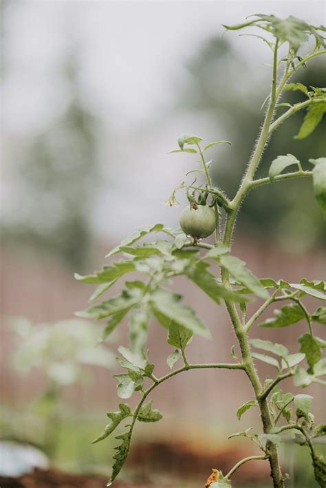 Tomato Growth Stages & Timelines (With Pictures) | TheGrow