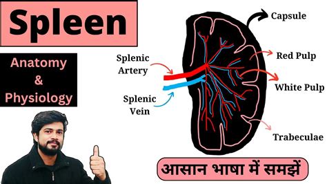 Spleen Anatomy And Physiology In Hindi Spleen Kya Hota Hai Bsc St