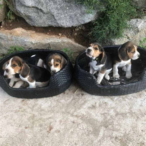 Chiot Beagle Lof 42210 UnCompagnon Fr