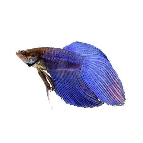 Blue Male Veiltail Betta Petco