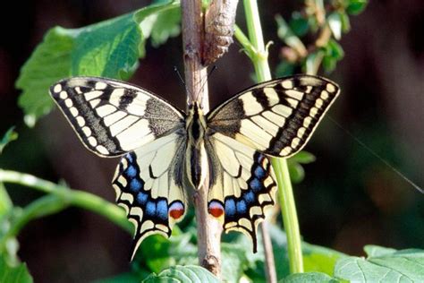 5 endangered butterfly species from the UK