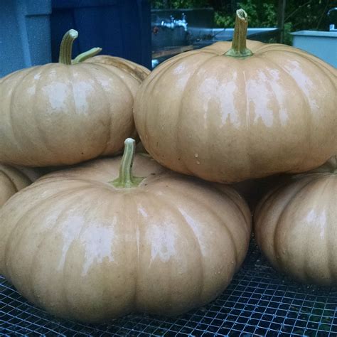 Long Island Cheese Pumpkin Organic Seeds – Hudson Valley Seed Company