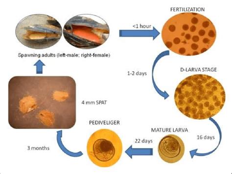 3.9 Life cycle of the horse mussel Modiolus modiolus as observed in the