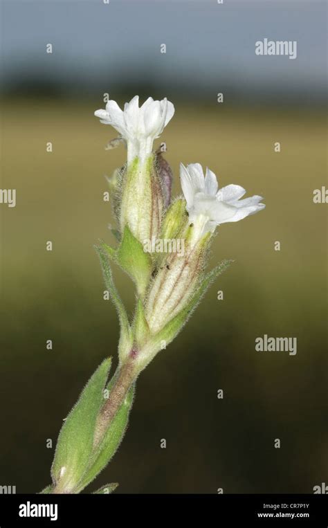 Night Flowering Catchfly Silene Noctiflora Caryophyllaceae Stock Photo