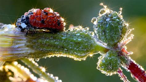 Wallpaper Ladybird Drops Dew Wet Grass 1920x1080 Wallup