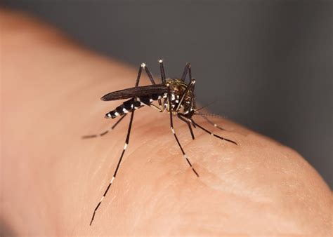 Insect Bites Reactions Types And Images