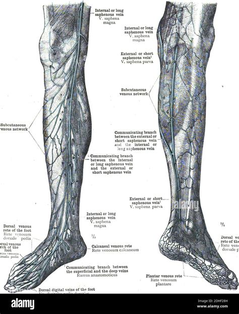 The anatomy of the great saphenous vein of the leg Stock Photo - Alamy