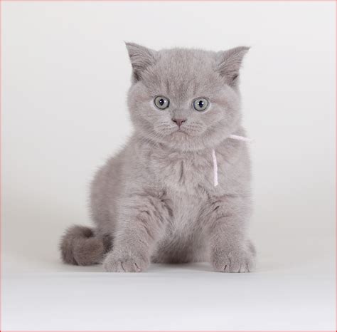 britishbluecats - what is available?