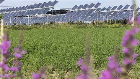 Agrivoltaico cos è vantaggi e svantaggi