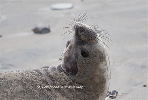 Wildlife Baby Elephant Seals Scrapbook A Travel Blog