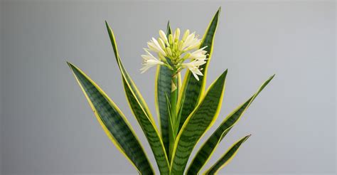 Espada De Santa Barbara Flor - Flor da Espada de Santa Bárbara: Como e Quando Ela Floresce (e o Que ...