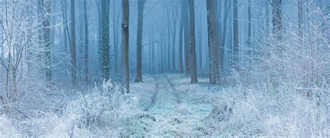 Forest Winter Desktop Wallpapers - Wallpaper Cave