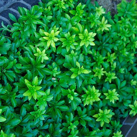 Japanese Spurge Fine Gardening