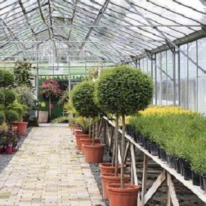 Buxus Semp Half Std Caragh Nurseries