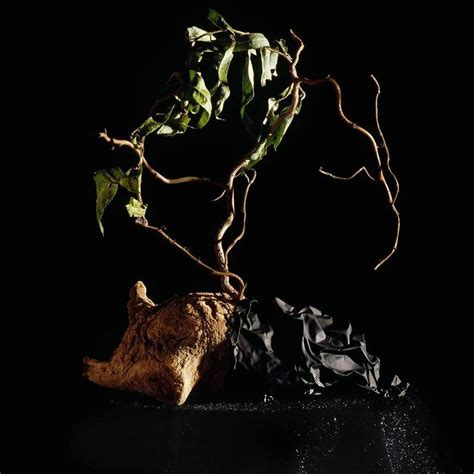 Holly King - Still life #6, Photograph: For Sale at 1stdibs