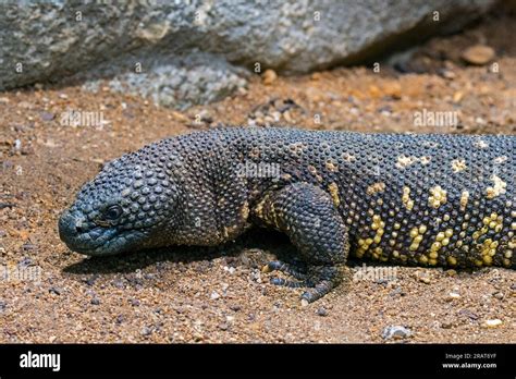 Rio Fuerte beaded lizard (Heloderma horridum exasperatum), venomous ...