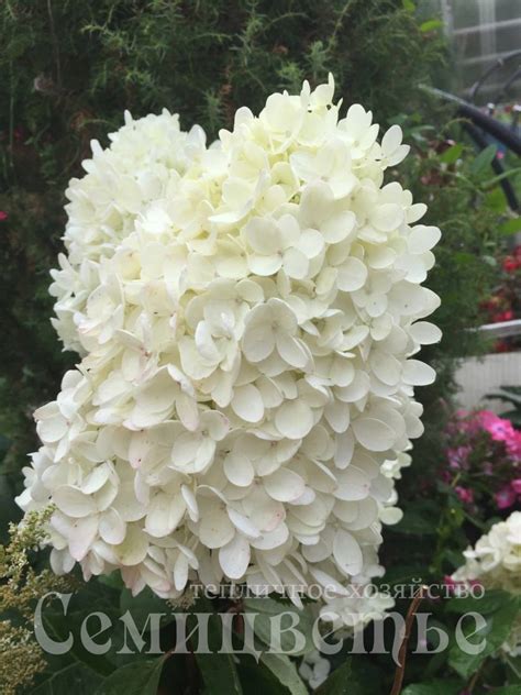 Гортензия метельчатая «Фантом» - Семицветье