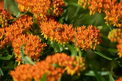 Butterfly Weed Mississippi Watershed Management Organization Flickr