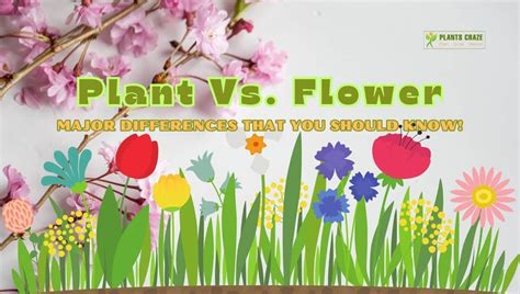 Plant Vs Flower: What Do You Know About The Differences?